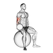 Ejercicio Con peso adicional sentado bíceps curl (en con pelota de estabilidad) para trabajar bíceps