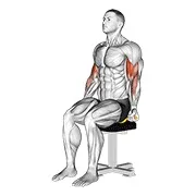 Ejercicio Con banda elástica sentado bíceps curl para trabajar bíceps